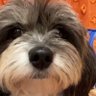 Lildumdum12 profil fotoğrafı