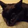Lady Suzan profil fotoğrafı