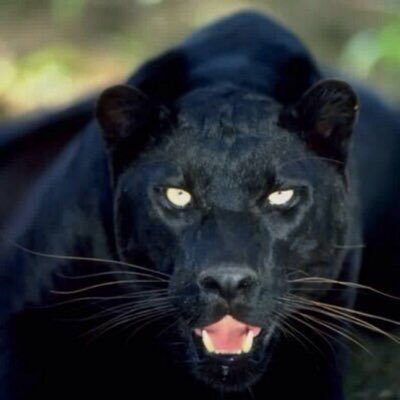 The Cult Cat's profile picture