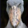 hi profil fotoğrafı