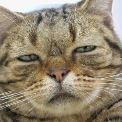 shitsurakutei's profile picture