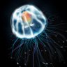immortaljellyfish 🦋 🐝 的头像