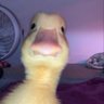 OSRS-pidswap's profile picture