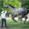 Profilbild von 🇺🇸🏇Boss Mare🏇🇺🇸