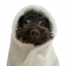 bibiSinker's profile picture