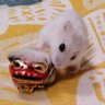 たかとしまる 的头像