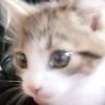 Фото профиля catto