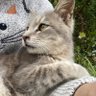 にゃ☆ころ🌈💙💛小さな命を大切に🐈U81's profile picture