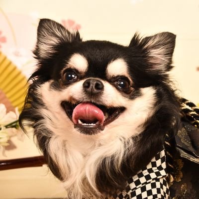 ジャック🐶🐾's profile picture