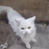 Rishabh Dwivedi's profile picture