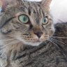 幸せを運ぶ猫official【公式】's profile picture