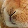 うさひさ's profile picture