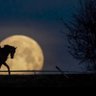 Steve Phillimore profil fotoğrafı