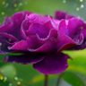 Фото профиля Zeynep Samsa