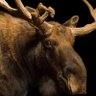 moose profil fotoğrafı