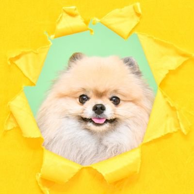ポメラニアン ボス's profile picture