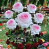 Фото профиля العمدة الصعيدي