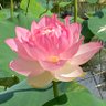 小枝本菩薩(仏弟子) 的头像