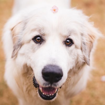 Pyrenees_Selene's profile picture