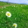 Sadece Şule profil fotoğrafı