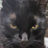 Gato Preto 的头像