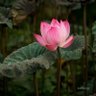 Sujata profil fotoğrafı