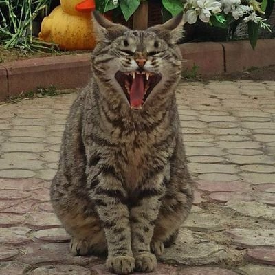 xyepu's profile picture