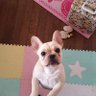 こばし 的头像
