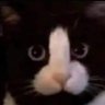Profilbild von Upures the cat