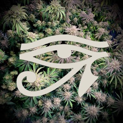 Ra 𓅊's profile picture