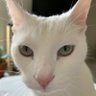 Profilbild von Shiro-Neko
