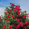 رز همیشه بهار profil fotoğrafı