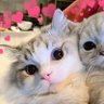 每日大赛 profil fotoğrafı