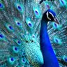 Wordsmith's profile picture