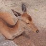 タケダつぉ 的头像