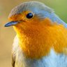 Profilbild von Robin