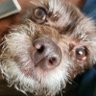 Profilbild von Ronald Sanders