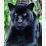 perigoso's profile picture