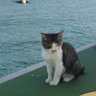 保守猫's profile picture