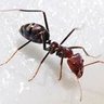 Фото профиля Formiga Carnívora