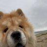 明け方の君 的头像