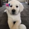 Lily profil fotoğrafı