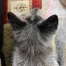 Hitomi profil fotoğrafı