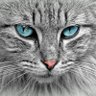 Profilbild von Ferae