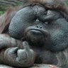 Profilbild von olivier mehdy