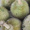 mydurian 的头像
