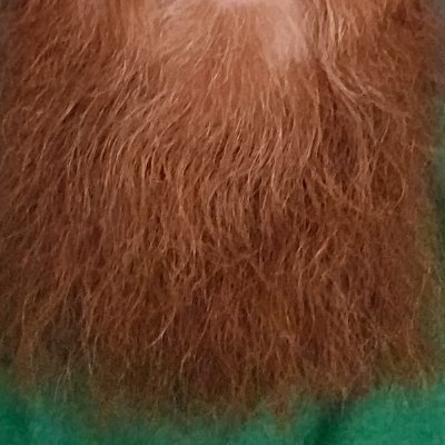 gingerbeard420's profile picture