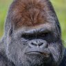 GORILLA RAMESH 🦍 的头像