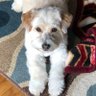 Woof'relius's profile picture