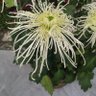 Фото профиля 管宜萱